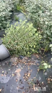 高度50厘米火焰卫矛