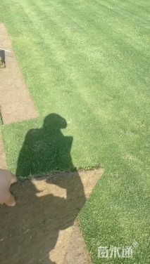 草卷状果岭草