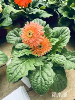 高度15厘米非洲菊