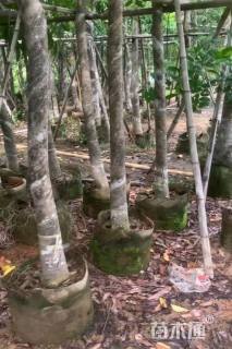 8公分桃花心木