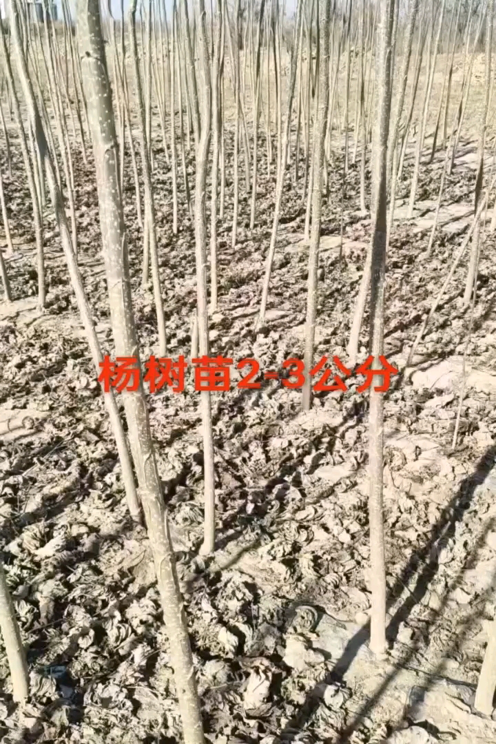 3公分杨树