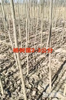 3公分杨树