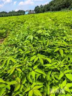 高度80厘米黄柏小苗