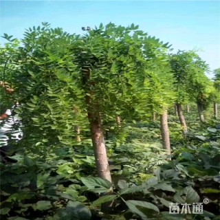 10公分龙爪槐