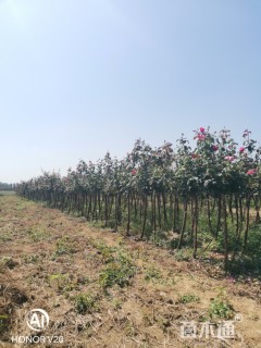 高度150厘米月季