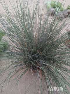 容器苗蓝羊茅