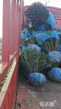 冠幅150厘米紫叶小檗球