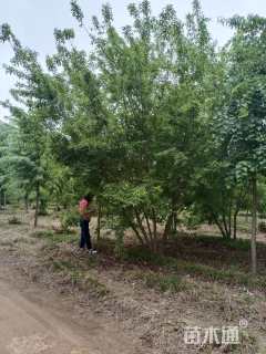 高度400厘米丛生茶条槭