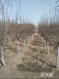 10公分北美海棠