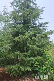 高度700厘米雪松