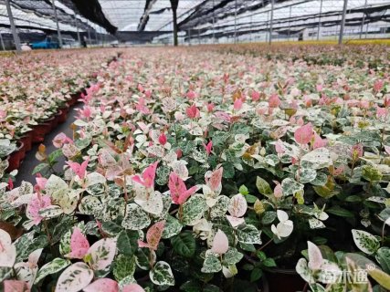 40厘米花叶络石