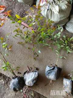 高度50厘米南天竹小苗