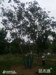 高度900厘米丛生五角枫