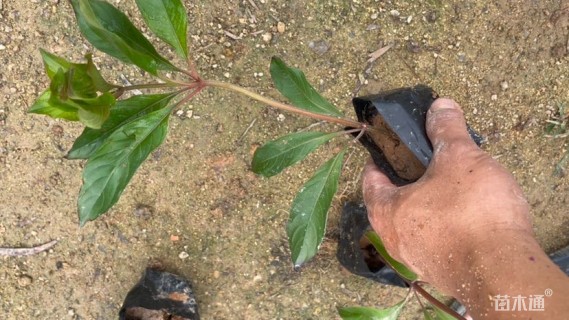 高度25厘米长隔木