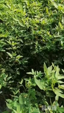 高度40厘米伞房决明