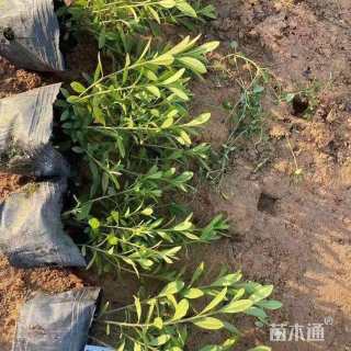 高度30厘米杜鹃