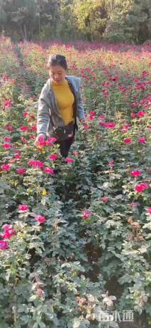 高度40厘米丰花月季