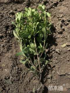 高度40厘米海桐