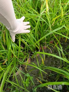 高度15厘米大花萱草