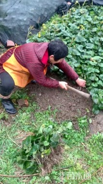 高度20厘米大吴风草