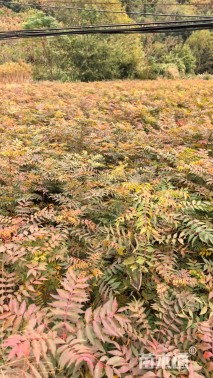 高度200厘米黄连木小苗