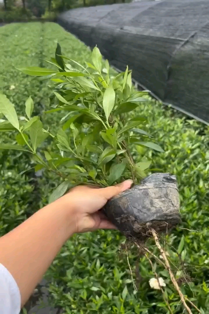 高度30厘米栀子花