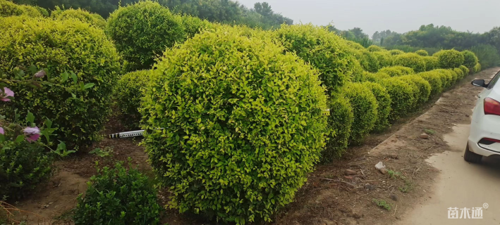 冠幅80厘米卫矛球