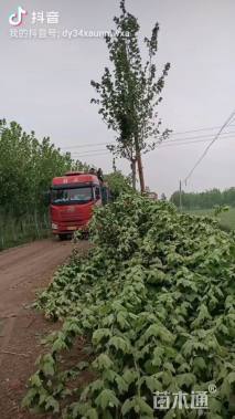 15公分速生法桐