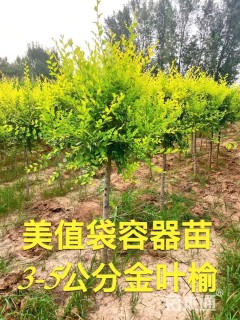 4公分金叶榆
