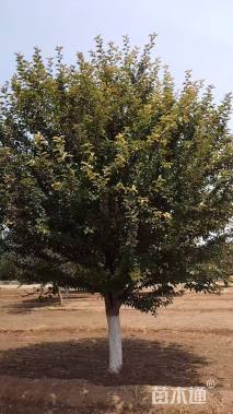 16公分光辉海棠