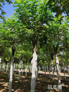 11公分香花槐
