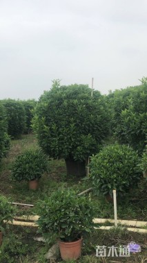 高度120厘米非洲茉莉球