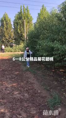 6公分碧桃