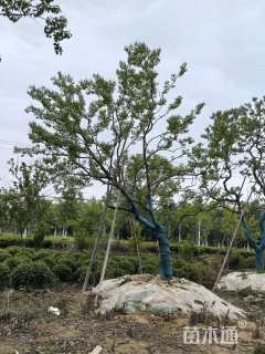 25公分乌桕