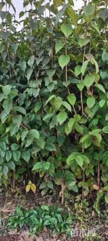 高度250厘米山茱萸