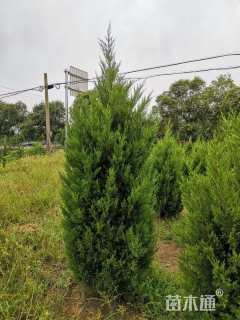 高度150厘米蜀桧