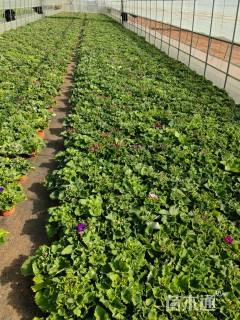 高度20厘米瓜叶菊