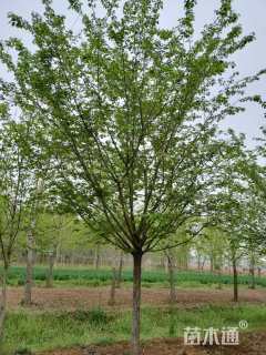 15公分高杆染井吉野樱