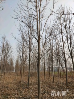 15公分速生楸树