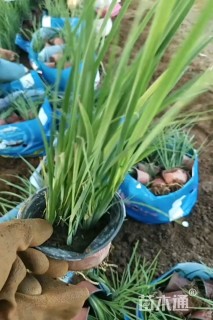 高度40厘米马兰头