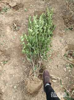 高度150厘米冬青球