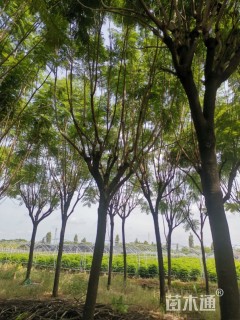 15公分蓝花楹