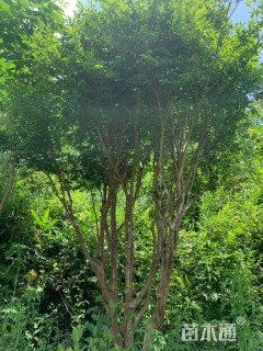 高度300厘米嘉宝果
