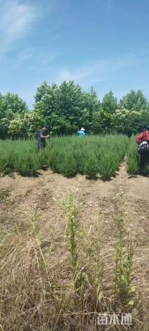 高度100厘米圆柏