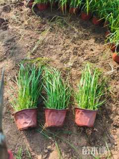 高度15厘米紫穗狼尾草