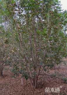 高度400厘米丛生白蜡