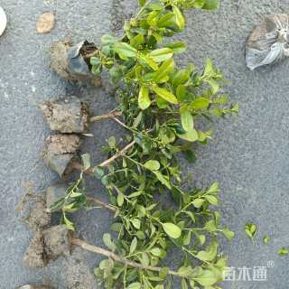 1公分无刺枸骨