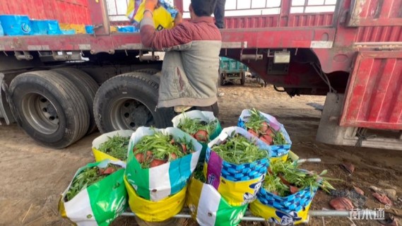 高度20厘米金鸡菊