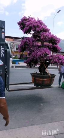 12公分造型三角梅