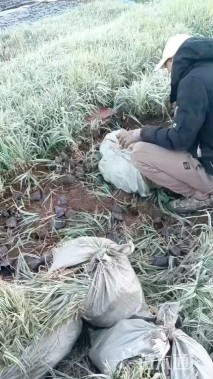 高度20厘米玉带草